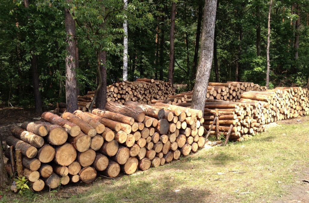 Pozyskiwanie Drewna